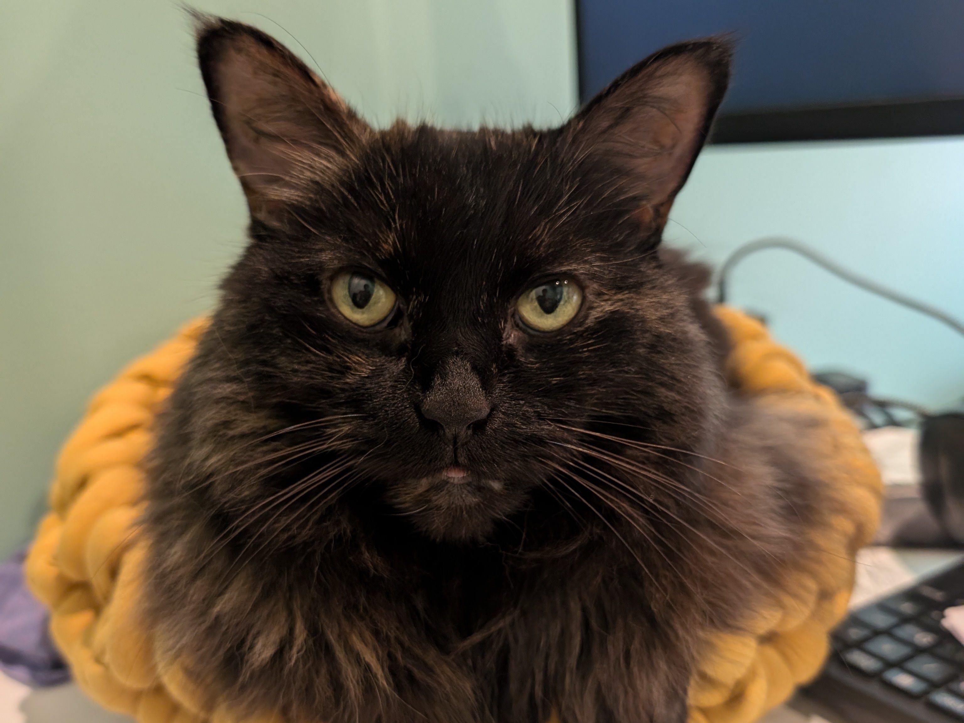 Phoebe the cat, my productivity body double.